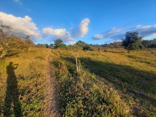 Imagem 15 de 27 de Fazenda Com 377 Tarefas Em Morro Do Chapéu - Bahia - Afd015 - 70334233