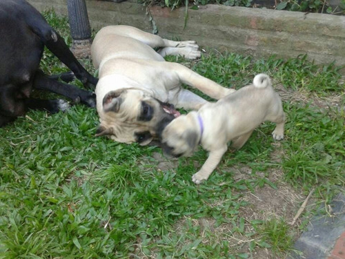 Imagen 2 de 7 de Pug Y Chihuahua