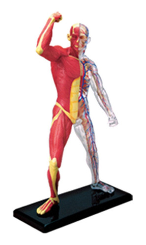 Modelo De Músculo Humano Extraíble Para Estudio En Clase