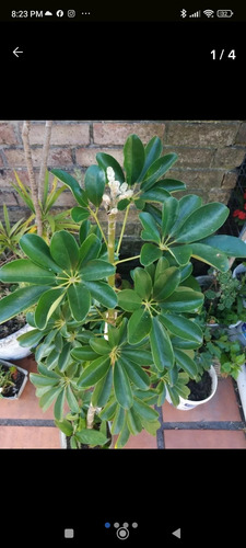 Plantas Gdes Helecho Exterior Duranta Drascena Yuca Y Más