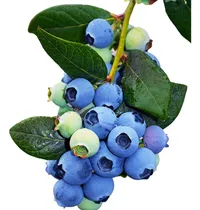 Comprar Arándano \u002F Blueberry 70cm De Altura Mora Azul