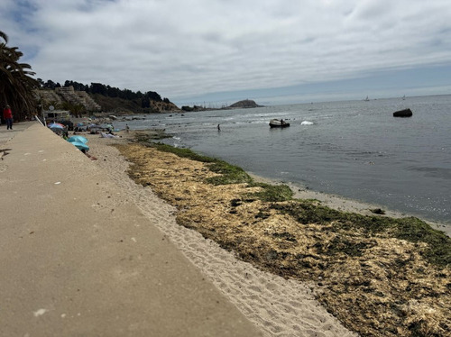 Algarrobo