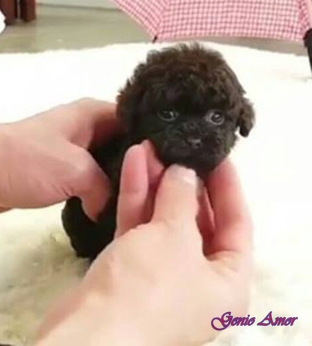 Impressions Caniche Micro Toy Negro Bebe Caniche Micro Toy Negro Bebe Fonddecranmni Impressions Caniche Micro Toy Negro Bebe Caniche Micro Toy Negro Bebe Fonddecranmni