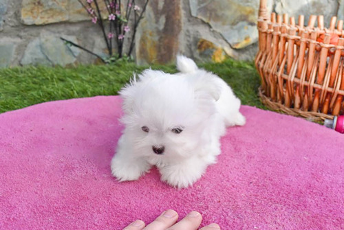 Imagen 3 de 6 de Cachorros Bichon Maltes Vacunados Raza Pequeña Con Garantia