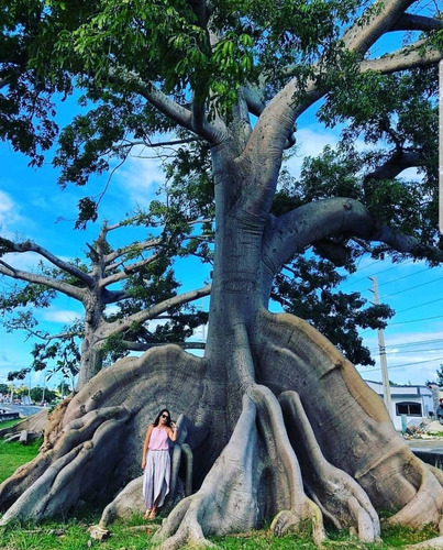 300 Semillas De Ceiba + Abono Germinación