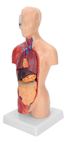 Modelo De Cuerpo Humano, Torso De 28 Cm, Órganos Internos De