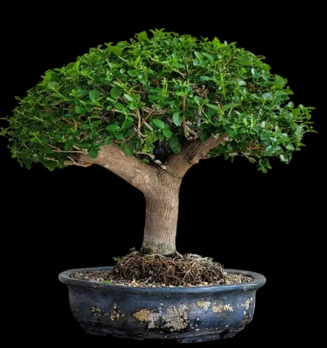 Bonsai De Niña Bonita