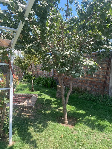 El Panul / Maria Angelica