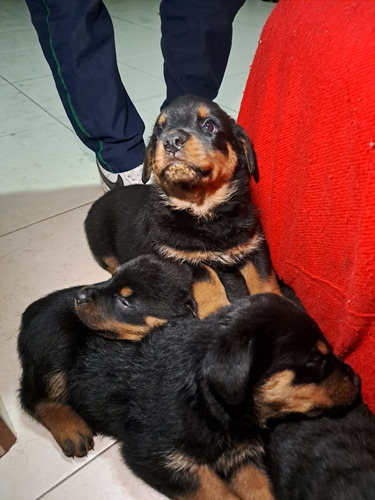 Cachorros Rotwailer, Con 2 Meses De Nacidos 