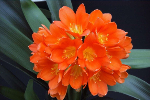 Clivia ( Planta ) Paquete De 4 Piezas Enviamos A Todo Mexico