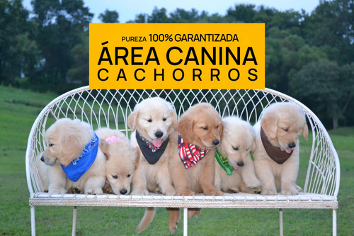 Monumentales Cachorros Golden Retriever Pureza Garantizada