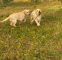 Comprar Cachorros Labrador De Campo, Puros, Robustos, Sanos--