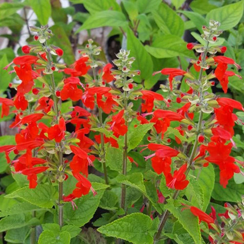 Salvia Coccinea-blood Sage Lady-in-red Salvia Texas Sage Tro