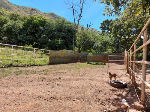 Imagen 23 de 29 de Finca Mixta + Manga De Coleo De 1 Ha En Guayabita En Turmero