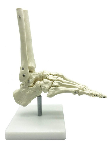 Modelo De Anatomía Del Pie Esquelético Humano 1:1: Pie Y Tob