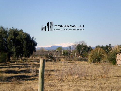Venta - Chacra Con Casa Y Plantacion- Rama Caida - Mendoza
