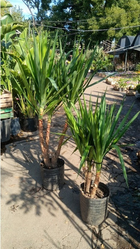 Palo Tropical, Yuca Pie De Elefante, Yuca Fina E15