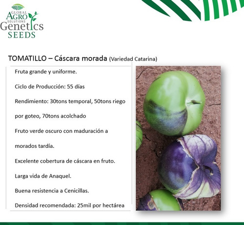 Semilla Tomatillo Cascara Morada Catarina 200,000 Semillas