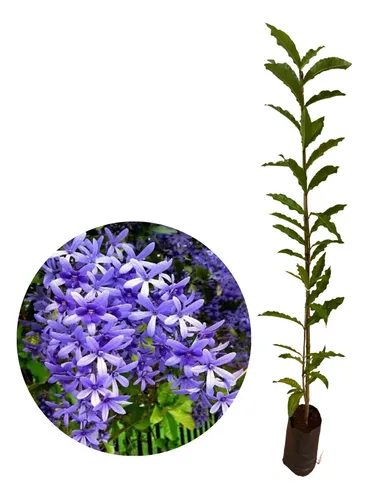 comprar Muda De Flor De São Miguel Roxa - Já Com 1 Metro