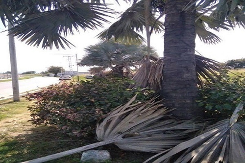 Imagen 2 de 7 de Terreno, Hacienda La Morenera, Santa Cruz, Edo. Aragua( Pit 22010283)
