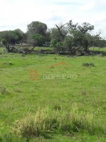 Campo Ganadero En Venta Rocha, Zona De Castillos- Ref: 26231
