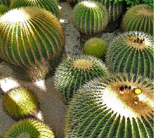 20 Semillas De Cactus Globoso+ Instructivo