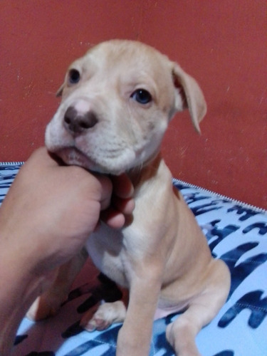 Perritos De Raza Pitbull Se Darán A 600 Cada Uno