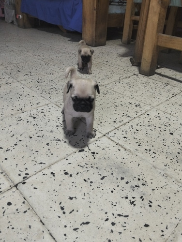 Vendo Perros Pug