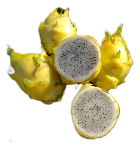 Pitaya Amarela Isis Australia/ Golden De Israel Mudas 6unid 