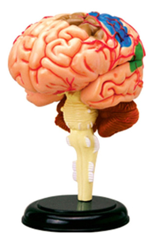 Modelo De Cerebro Humano, Modelo De Órgano Extraíble Para