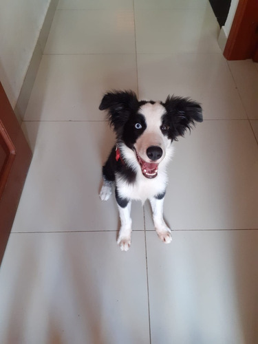 Cachorro 5 Meses.  Border Collie 