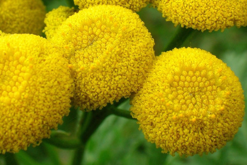 100 Semillas De Tanaceto Tansi Tanacetum Vulgare