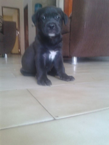 Linda Filhote Labrador Com Ótima Linhagem, Tenho Pai E Mãe.