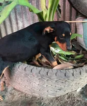 Comprar Hermosos Cachorros De Buen Linaje