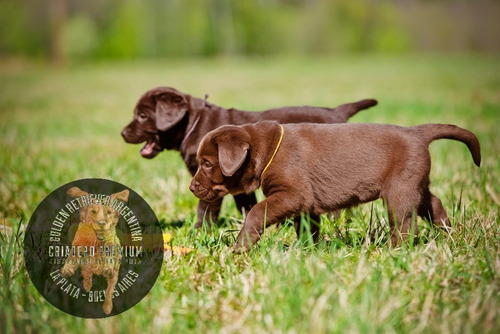 Cachorros Labrador Criadero Premium Rural En La Plata