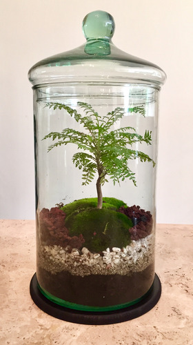 Bonsai Terrario De Bonsai A Elegir Guayabo, Junípero O Ficus