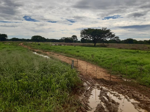 Imagen 7 de 19 de Finca Totalmente Equipada En Cojedes