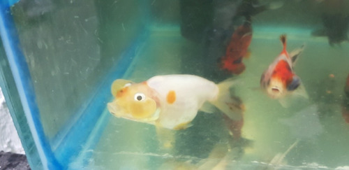 Pez Burbuja