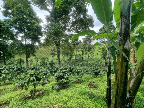 En Venta Finca Cafetera Certificada En Filandia Quindio