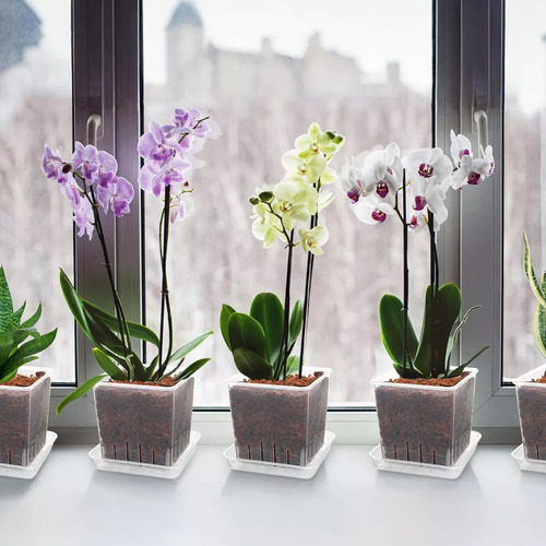 . /- - Maceta Para Orquídeas, Paquete De 5 Macetas De 5 Inch
