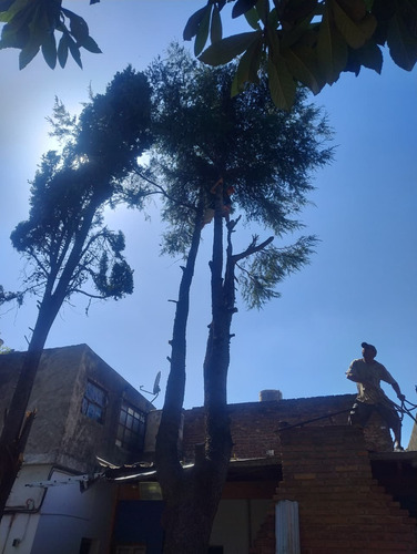 Poda De Arboles Servicio De Poda Tala Extracción De Raíz