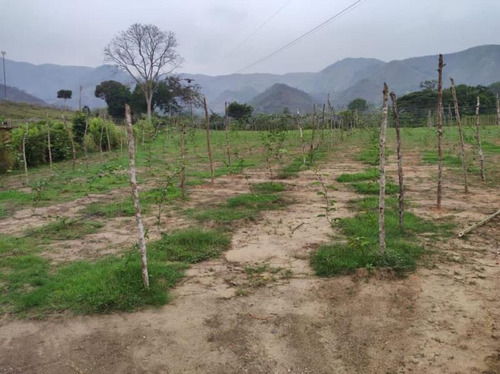 Imagen 13 de 20 de Oportunidad Finca Agro Industrial En Bejuma, Ryes Arriba, LG
