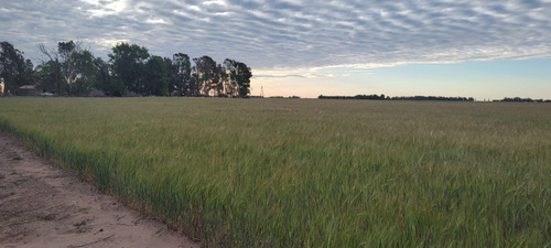 Campo Mixto En Alvear Saladillo 118 Hectareas Ganadera Y Agricola