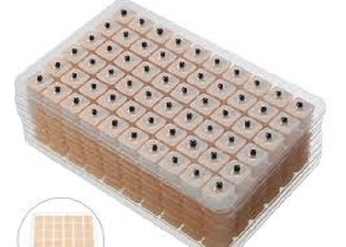 Balines Con Parche Acupuntura 600 Pz