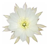 Comprar Echinopsis Flor Branca Exótica Raiz Própria Temos Outras Cor