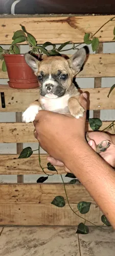 Cachorros Bulldog Francés..se Entregan 12/5/2025