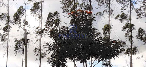 Imagem 29 de 30 de Fazenda Em Itabuna, Frente Para Br 101-160 Ha- R$ 10.000.000,00 - V65800