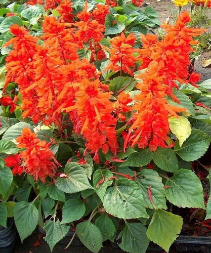 Semillas - Salvia Ornamental