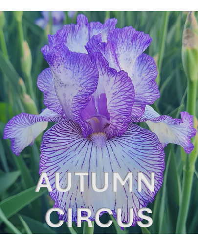 3 Rizoma De Lirios Barbados O Iris Germánica Autunm Circus (Usado)