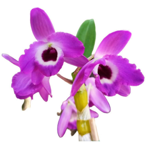 Orquídea Dendrobium Nobile Adulta A25